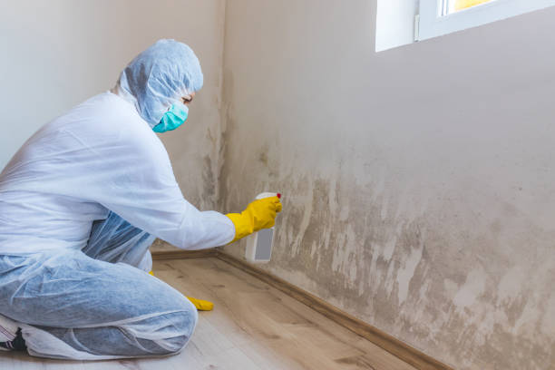 Licensed Mold Remediation service in Onancock, VA - WQB Mold Removal